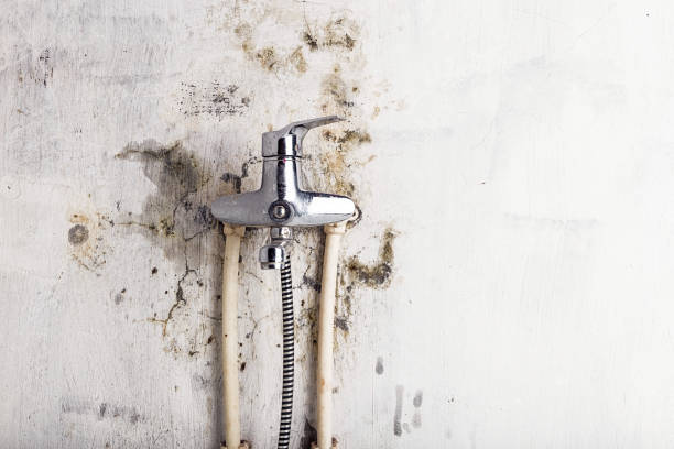 Best Mold Cleaning Services  in Shenandoah, TX