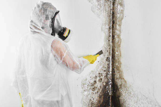 Best Mold Damage Repair  in Shenandoah, TX