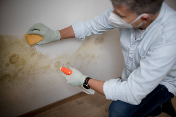 Best Local Mold Removal Service  in Shenandoah, TX