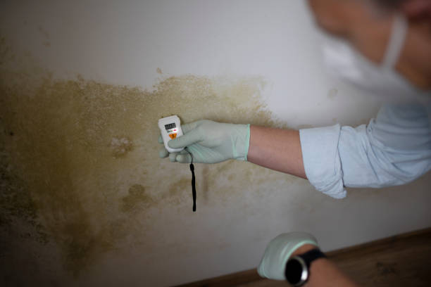 Best Emergency Mold Removal  in Shenandoah, TX