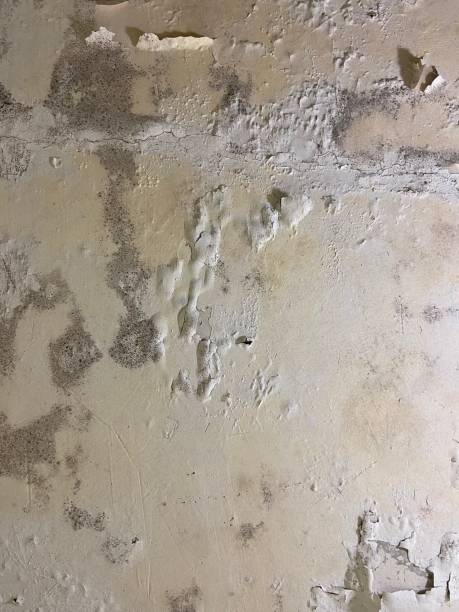 Best Emergency Mold Removal  in Shenandoah, TX