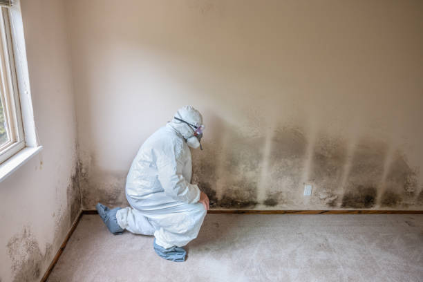 Home Mold Removal in Shenandoah, TX
