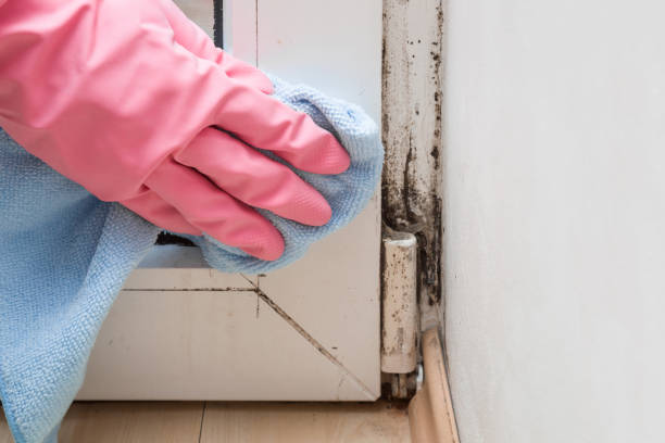 Best Certified Mold Removal  in Shenandoah, TX