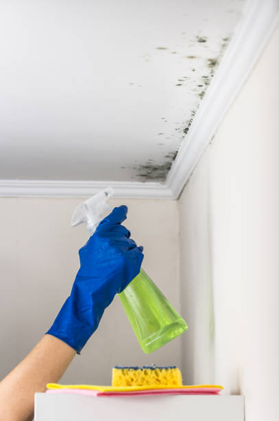 Trusted Shenandoah, TX Mold Removal Experts
