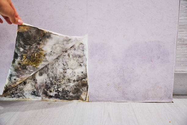 Best Office Mold Removal Services  in Shenandoah, TX